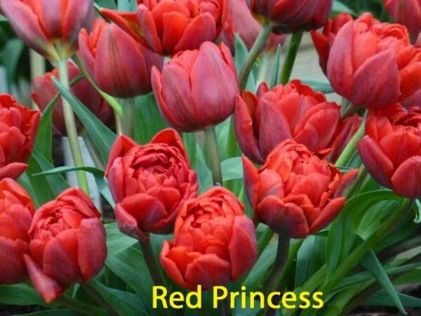 Лале божуресто с огромен цвят червената принцеса - Tulip red princess