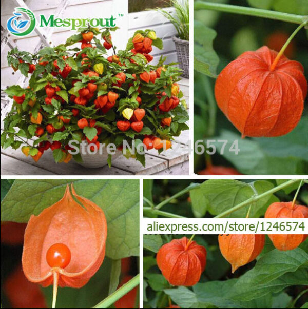 Физалис многогодишен немска черешка - Physalis peruviana