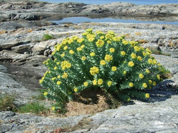 Родиола розов златовръх или тибетски женшен почвопокривно - семена - Rhodiola rosea