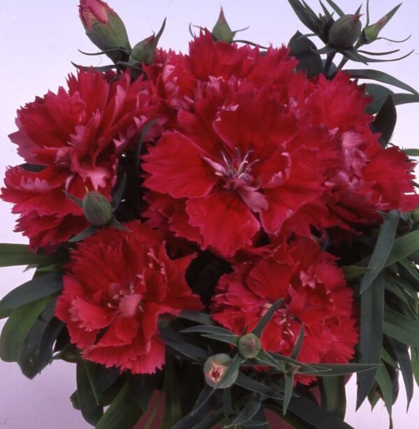 Диантус карамфил кичест смес много ароматен - Dianthus chinensis Grace double mix