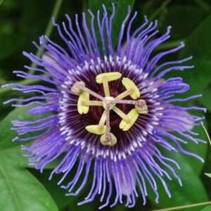 Пасифлора най-екзотичната и бързорастяща увивна лиана семена - Passiflora caerulea