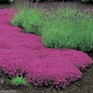 Мащерка ароматна зимоустойчива и почвопокривна Магичен килим медоносна - Thymus serpilum