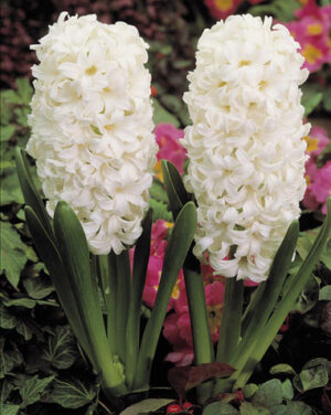 Зюмбюл бял и ароматен сорт Карнеги на първо място по аромат - Hyacinthus Carnegie