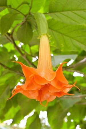 Датура Бругманзия кичеста оранжева дървовидна - Datura Arborea Brugmansia orange