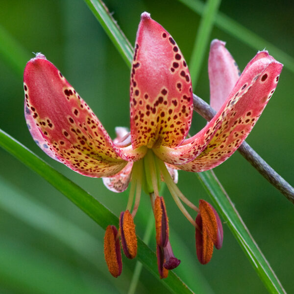 Лилиум многогодишен мартагон Нарисуваната лейди - Lilium martagon painted lady