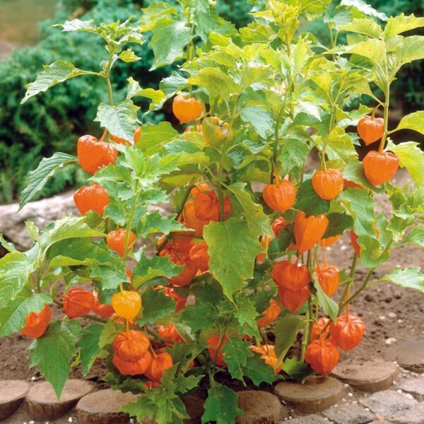 Физалис многогодишен немска черешка - Physalis peruviana