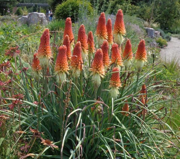 Книфофия Горещата факла многогодишна издържа на суша - Kniphofia uvaria Grandiflora