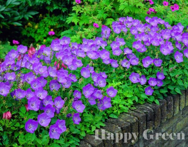 Кампанула карпатика цъфти цяло лято семена - Campanula carpatica