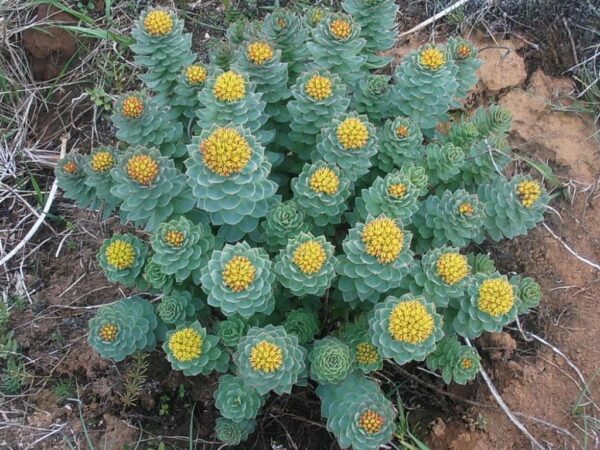 Родиола розов златовръх или тибетски женшен почвопокривно - семена - Rhodiola rosea