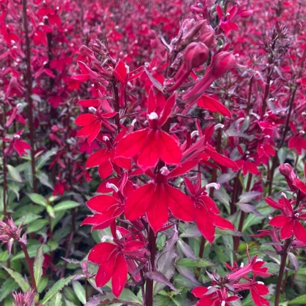 Лобелия многогодишен храст фантастично красив за градини и тераси - Lobelia speciosa burgundy