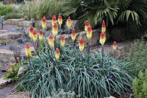 Книфофия Горещата факла многогодишна издържа на суша - Kniphofia uvaria Grandiflora