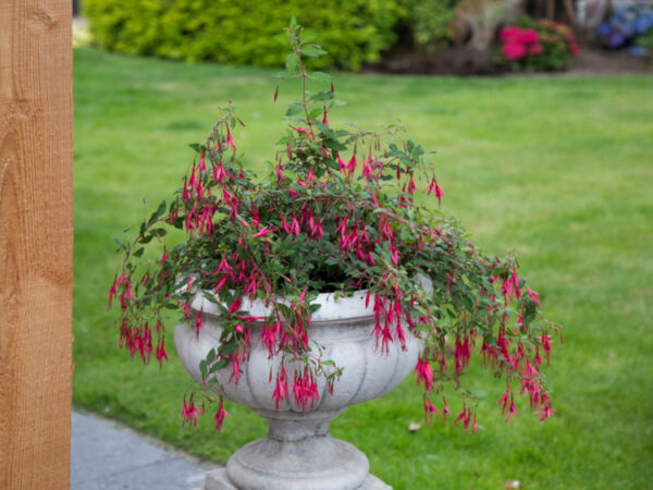 Фуксия многогодишна подходяща и за жив плет семена - Fuchsia magellanica