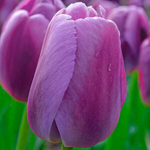 Лале Лилава гордост супер едроцветно и многогодишно - Tulip purple pride