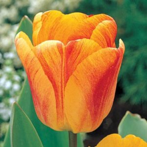 Лале Красотата на Апелдорн в различи нюанси на оранжево жълто и червено - Tulip beauty of apeldoorn