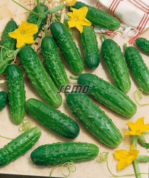 Корнишон Реджина издръжлив на засушаване и болести - Regina cucumber