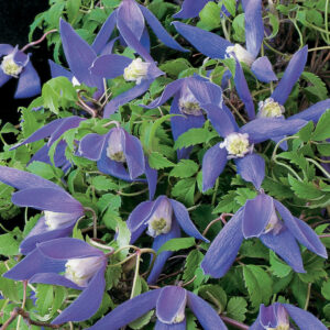 Клематис алпина много зимоустойчив. - Clematis alpina