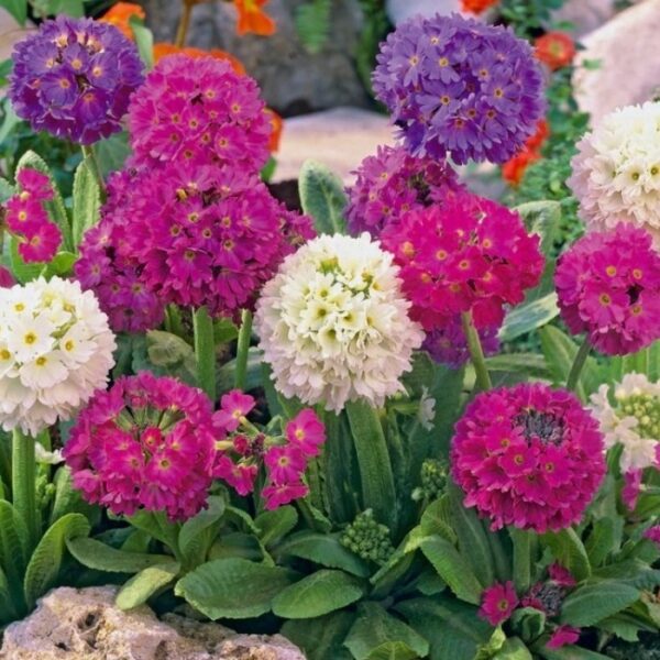 Примула дентикулата зимоустойчива иглика за сянка - Primula denticulata Corolla mix