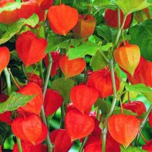 Физалис многогодишен немска черешка - Physalis peruviana