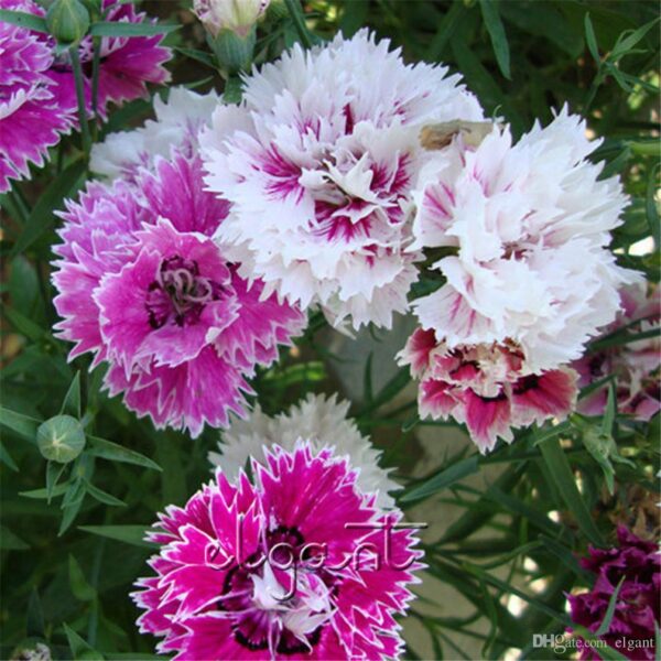 Диантус карамфил кичест смес много ароматен - Dianthus chinensis Grace double mix