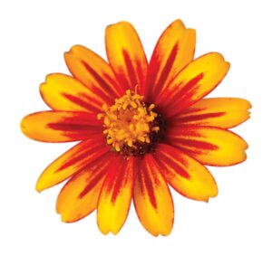 Циния Захара дизайнерска Слънчев блясък с уникална разцветка - Zinnia Zahara Sunburst