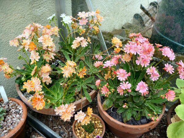 Левизия вечно зелено сукулентно растение красивата Елиза семена - Lewisia Elise