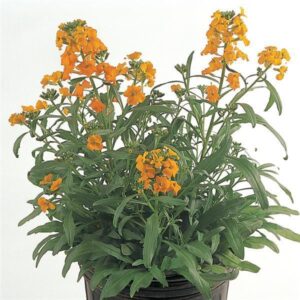 Шибой многогодишен ароматен жълто оранжев огън - Erysimum Citrona orange