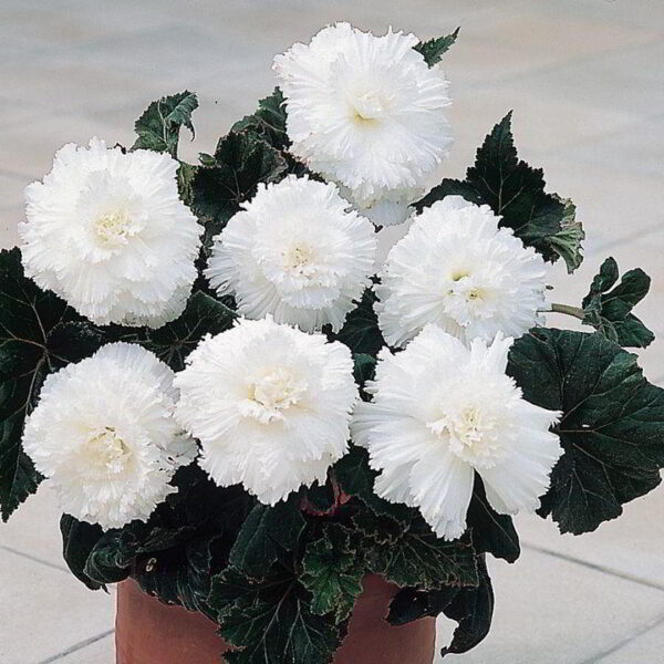 Бегония къдрава и ресничеста бяла - Begonia Fimbriata White