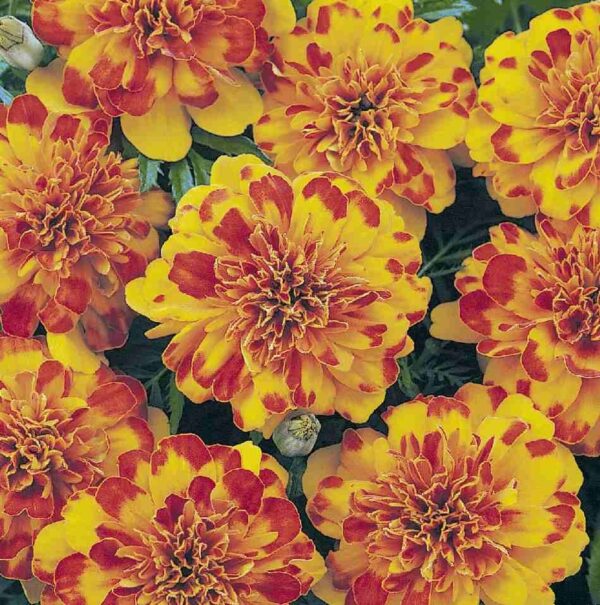 Тагетес кичест и нисък Бонанза лидер сред тагетесите - Tagetes Bonanza Bolero