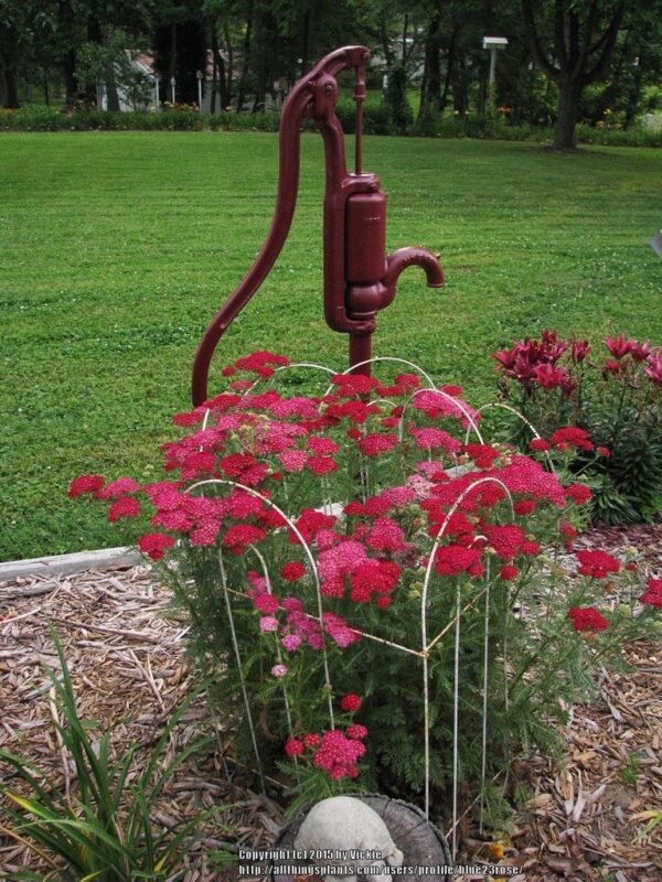 Ахилея Червена устойчива на суша и жега с безкраен цъфтеж - Achillea milefolium red velvet