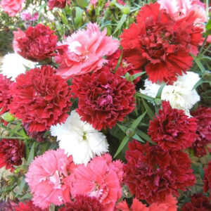 Карамфил многогодишен кичест ароматен сорт Елеганс смес - Dianthus Elegance mix