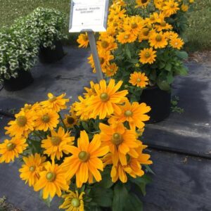 Рудбекия Амарило голд подходяща и за ТЕРАСИ - Rudbeckia hirta Amarillo gold