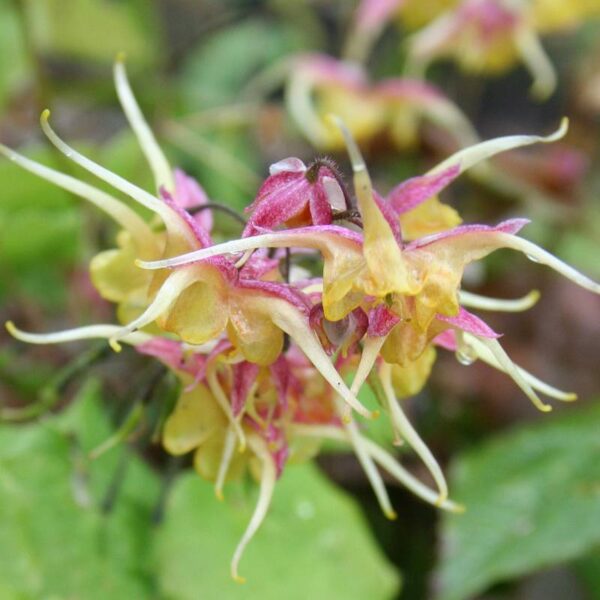 Епимедиум зимоустойчива орхидея с много дълъг цъфтеж - Epimedium Fire dragon