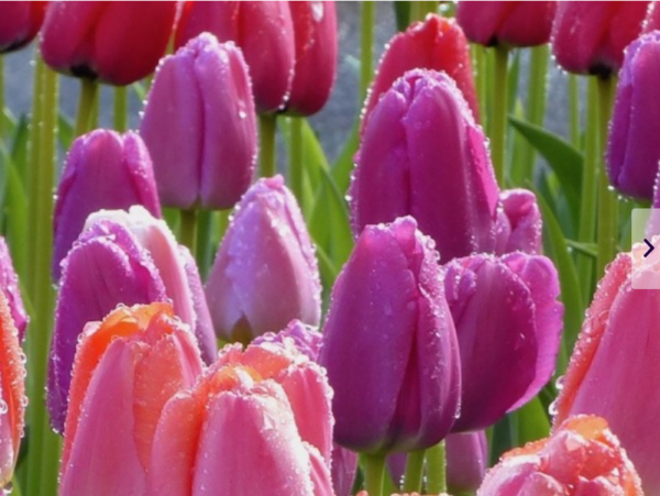 Лале Лилава гордост супер едроцветно и многогодишно - Tulip purple pride