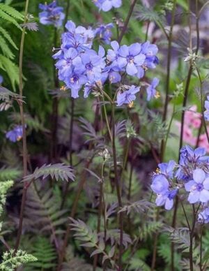 Полемониум с пурпурно червени листа и синьо - лилав цвят - Polemonium yezoense 'Purple Rain Strain'