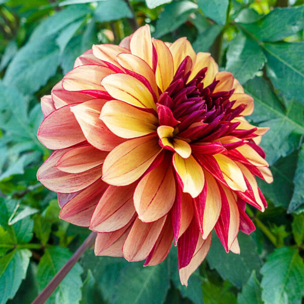 Далия с цвят като водна лилия подходяща и за саксии - Dahlia Creme de Cognac