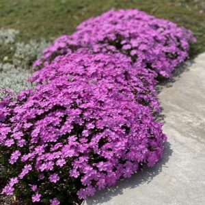 Флокс почвопокривен цъфти изобилно не мръзне 1 брой саксия - Phlox sobulata