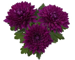 Хризантема многогодишна и кичеста лилава 2 броя саксии - Chrysanthemum Vido Purple