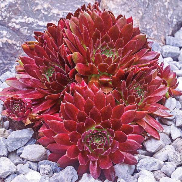 Зимоустойчив семпервивум непретенциозен за начинаещи градинари - Sempervivum tectorum