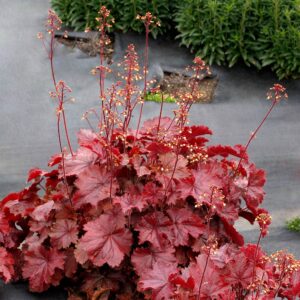 Хеухера многогдишна за сенчести градини не изисква грижи - Heuchera coral bells