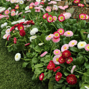 Белис многогодишен красивата Дейзи смес 50 броя семена - Bellis perennis Bella Daisy mix