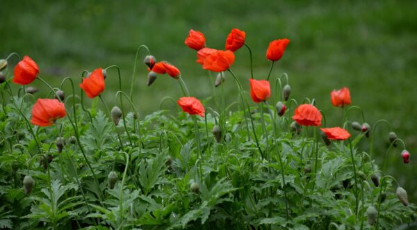 Меконопсис единствен червената сянка - Meconopsis Frances Perry