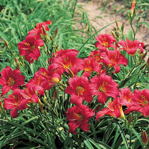 Хемерокалис Звезда в червено цъфти от май до октомври - Hemerocallis stella in red