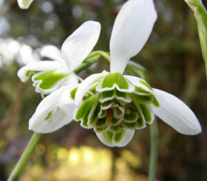 Кичесто кокиче с извънземно красив цвят - Galanthus Flore Pleno