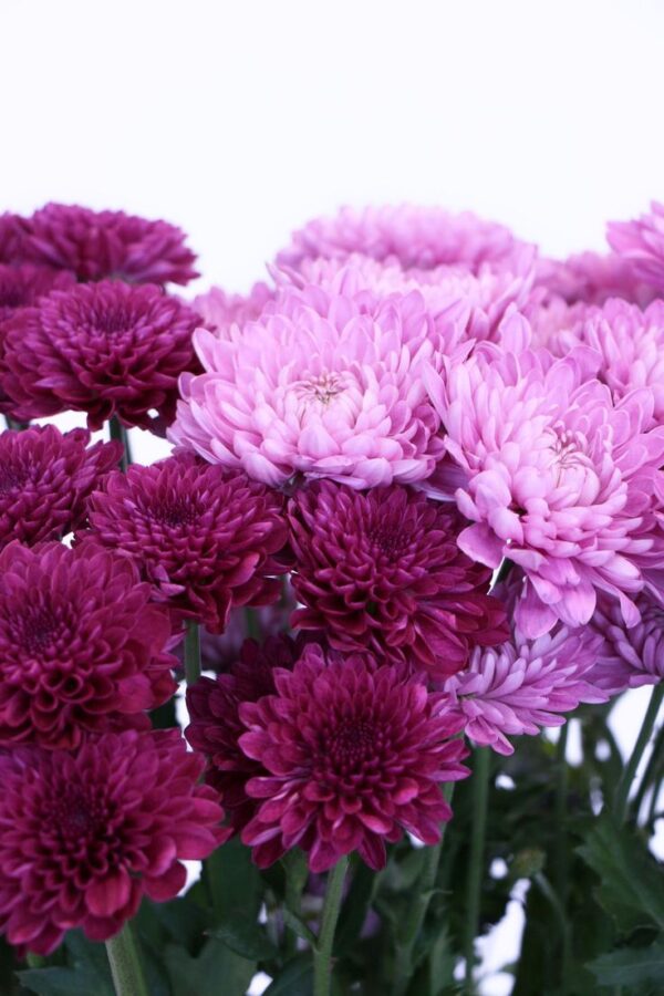 Хризантема многогодишна и кичеста лилава 2 броя саксии - Chrysanthemum Vido Purple