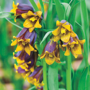 Фритилария най-зимоустойчива многогодишна двуцветна 15 броя - Fritillaria uva vulpis