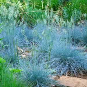 Многогодишна синя трева екзотична и студоустойчива вкоренена в саксия - Festuca glauca