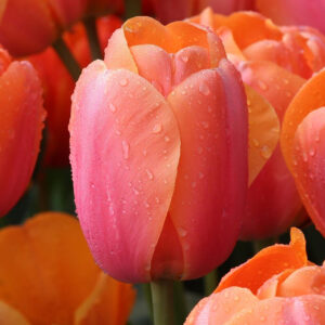 Лале прасковен фаворит ранно - Tulip Apricot favourite