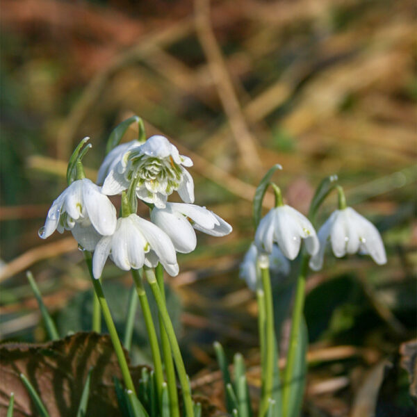 Кичесто кокиче с извънземно красив цвят - Galanthus Flore Pleno