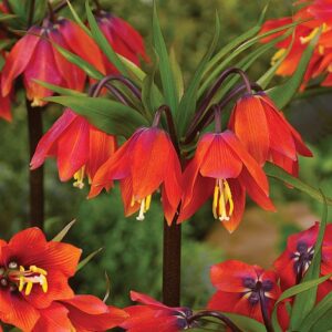 Фритилария Червена красавица с цветове в червено и лилаво - Fritillaria red beauty