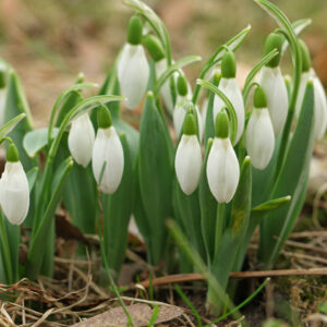 Кокиче Елвези или кокиче гигант - Galanthus Elwesii